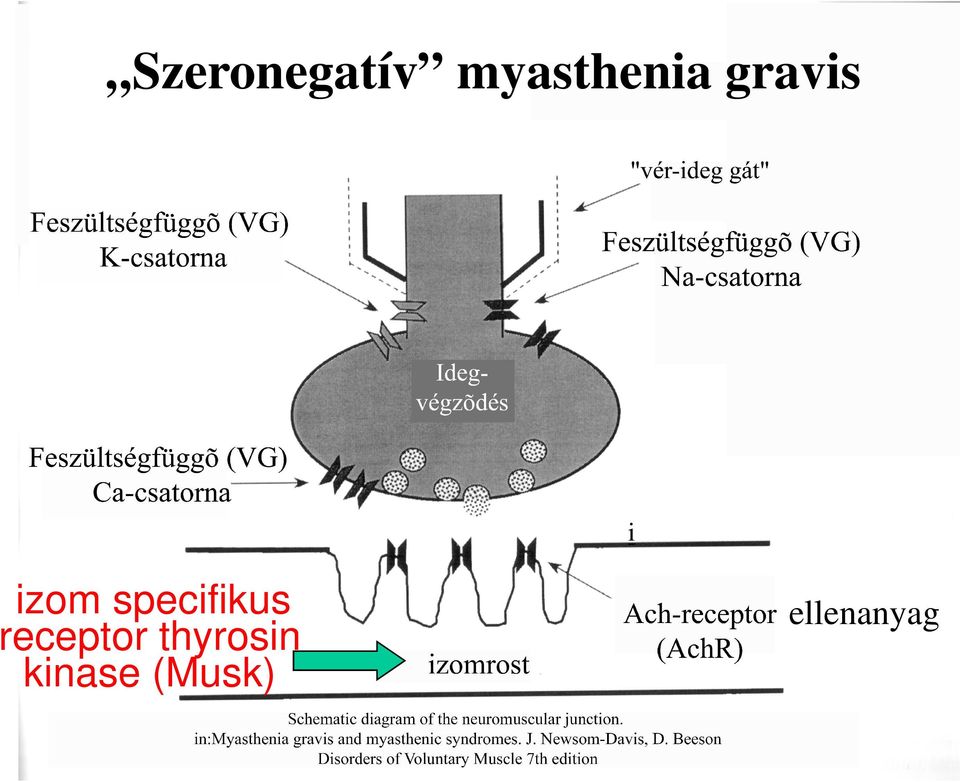 izom specifikus