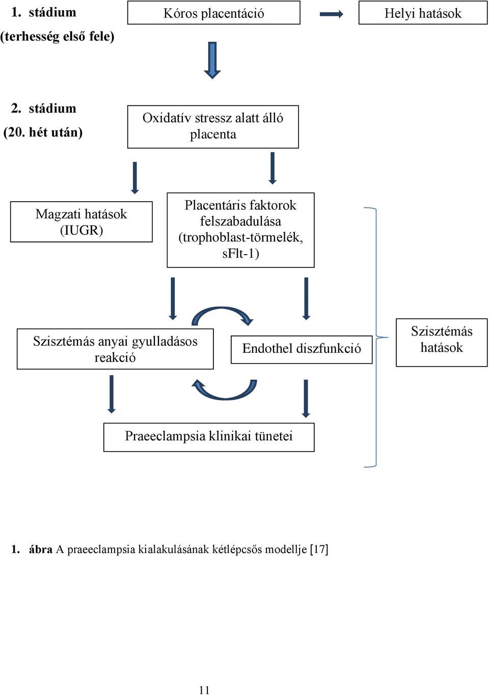felszabadulása (trophoblast-törmelék, sflt-1) Szisztémás anyai gyulladásos reakció Endothel