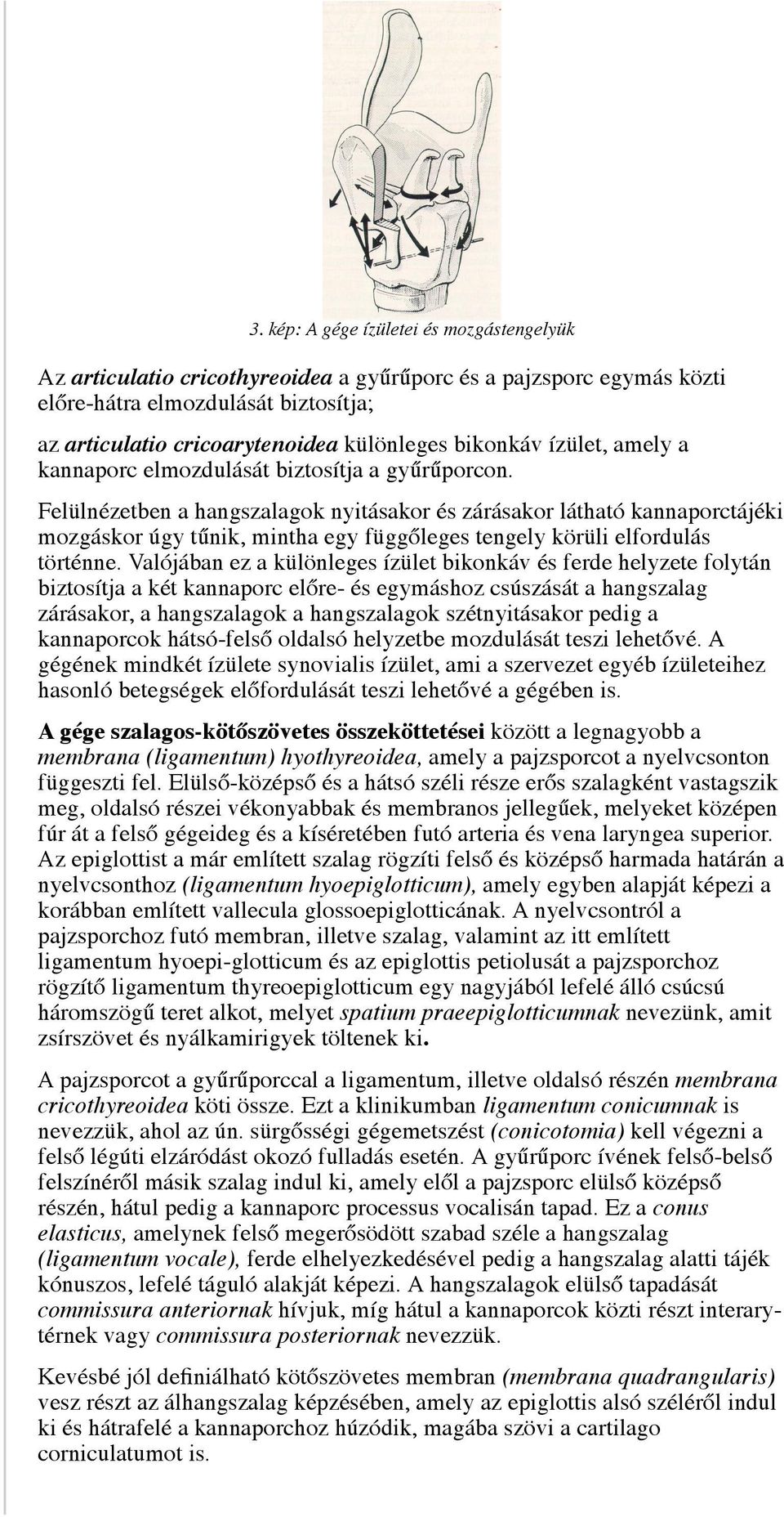 Felülnézetben a hangszalagok nyitásakor és zárásakor látható kannaporctájéki mozgáskor úgy tűnik, mintha egy függőleges tengely körüli elfordulás történne.