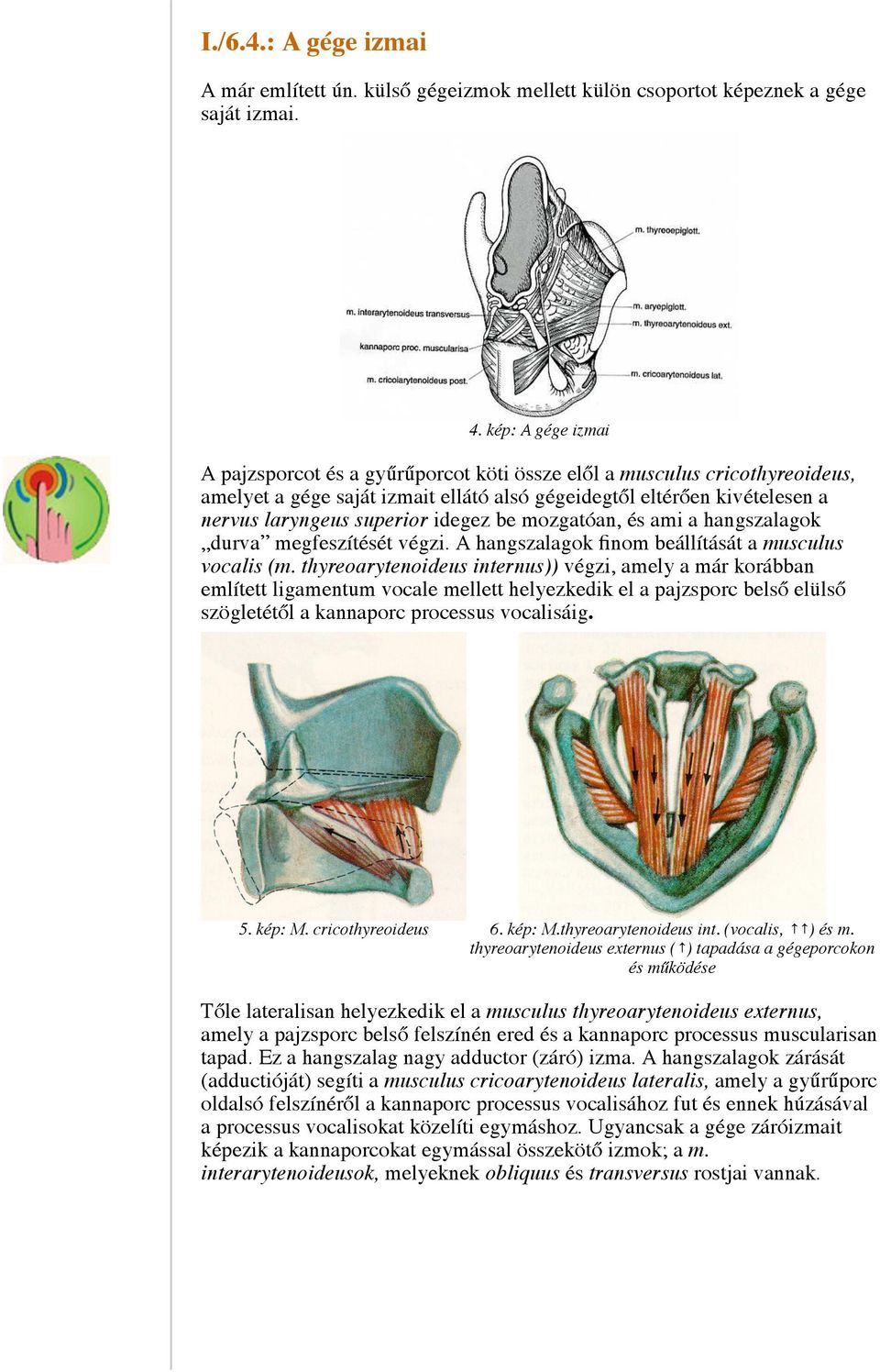 idegez be mozgatóan, és ami a hangszalagok durva megfeszítését végzi. A hangszalagok finom beállítását a musculus vocalis (m.