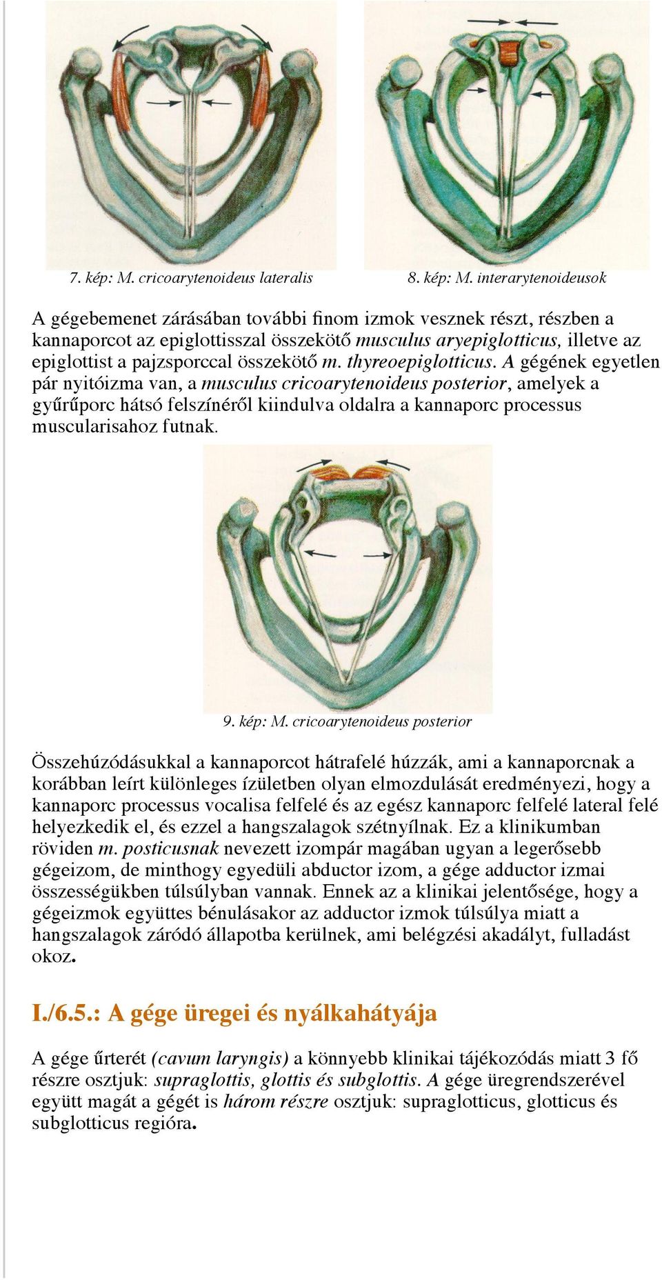 interarytenoideusok A gégebemenet zárásában további finom izmok vesznek részt, részben a kannaporcot az epiglottisszal összekötő musculus aryepiglotticus, illetve az epiglottist a pajzsporccal