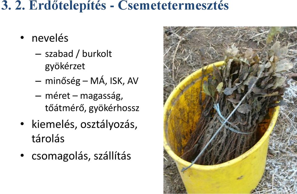 ISK, AV méret magasság, tőátmérő, gyökérhossz