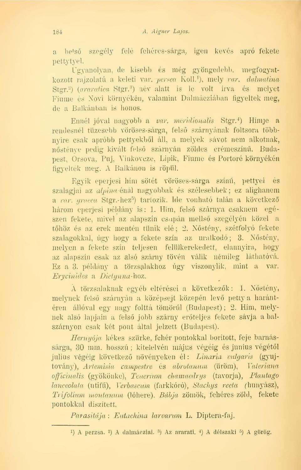 meridionalis Stgr.