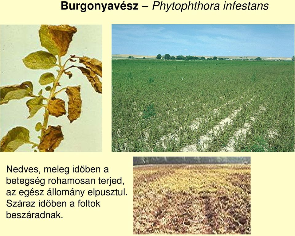 rohamosan terjed, az egész állomány