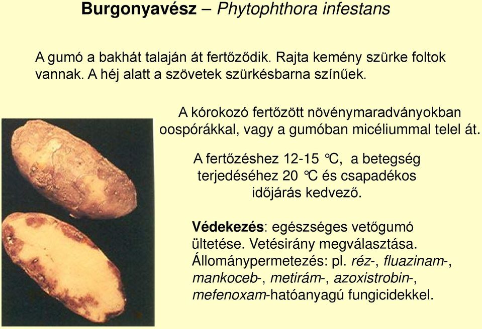 A kórokozó fertőzött növénymaradványokban oospórákkal, vagy a gumóban micéliummal telel át.