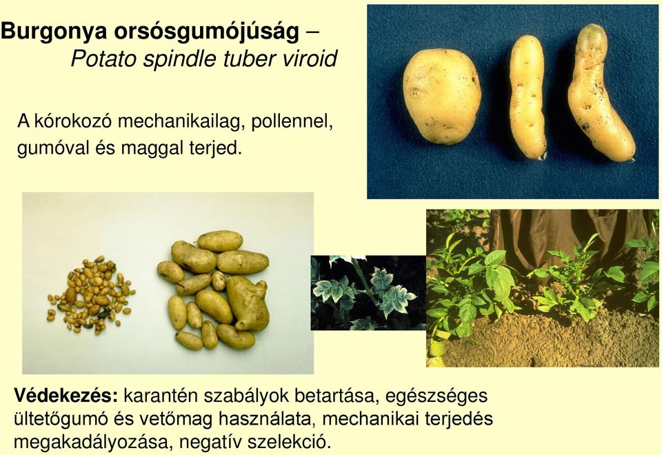 Védekezés: karantén szabályok betartása, egészséges ültetőgumó