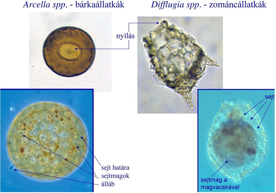 - zománcállatkák nyílás sejt