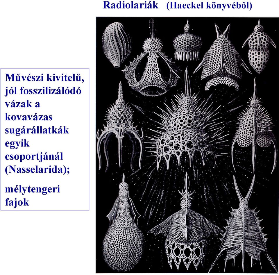 vázak a kovavázas sugárállatkák egyik