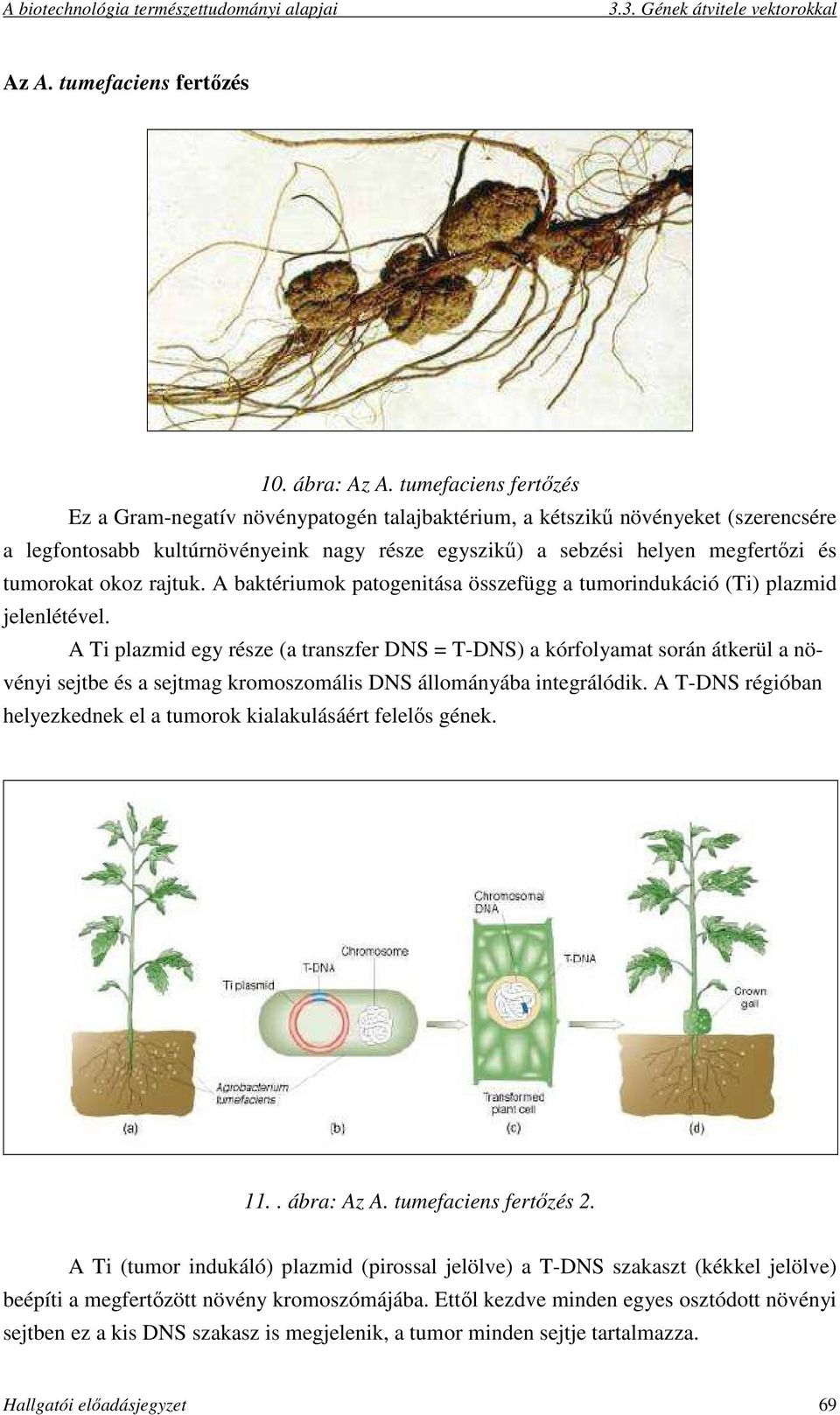 okoz rajtuk. A baktériumok patogenitása összefügg a tumorindukáció (Ti) plazmid jelenlétével.