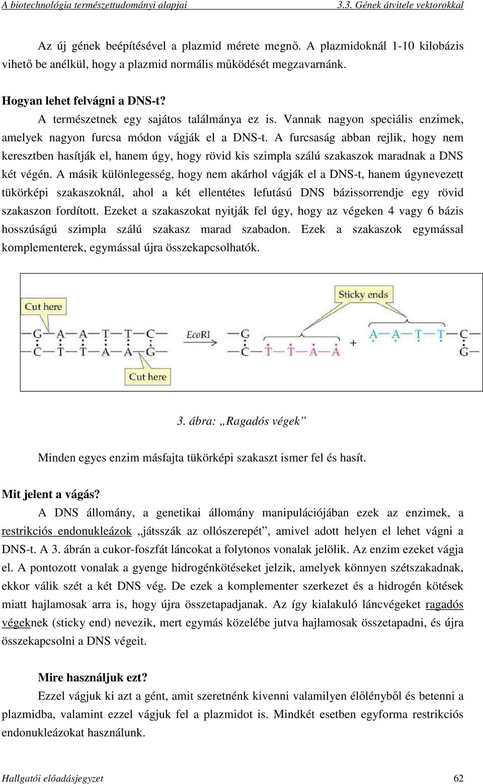 A furcsaság abban rejlik, hogy nem keresztben hasítják el, hanem úgy, hogy rövid kis szimpla szálú szakaszok maradnak a DNS két végén.