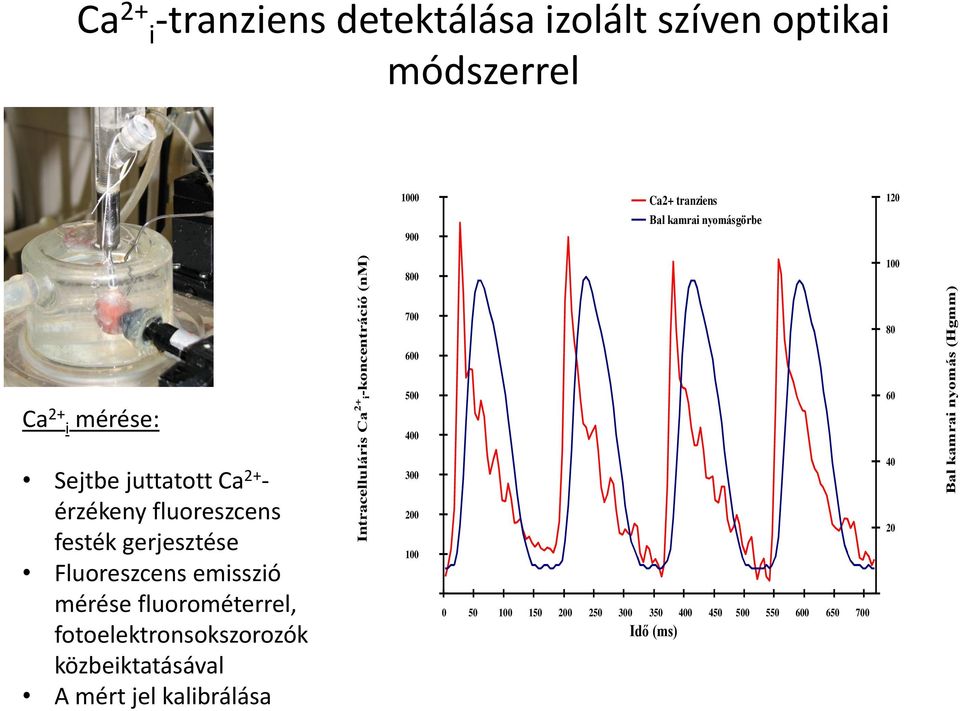 juttatott Ca 2+ - érzékeny fluoreszcens festék gerjesztése Fluoreszcens emisszió mérése fluorométerrel,