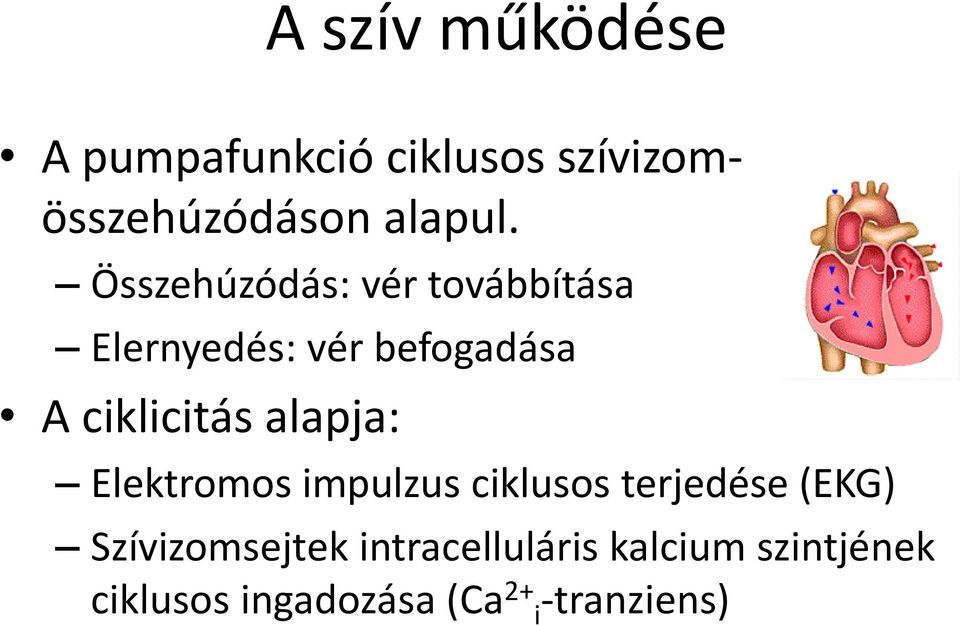 alapja: Elektromos impulzus ciklusos terjedése (EKG) Szívizomsejtek