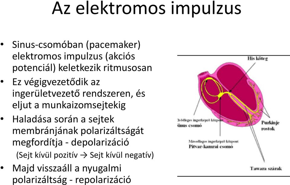 munkaizomsejtekig Haladása során a sejtek membránjának polarizáltságát megfordítja -