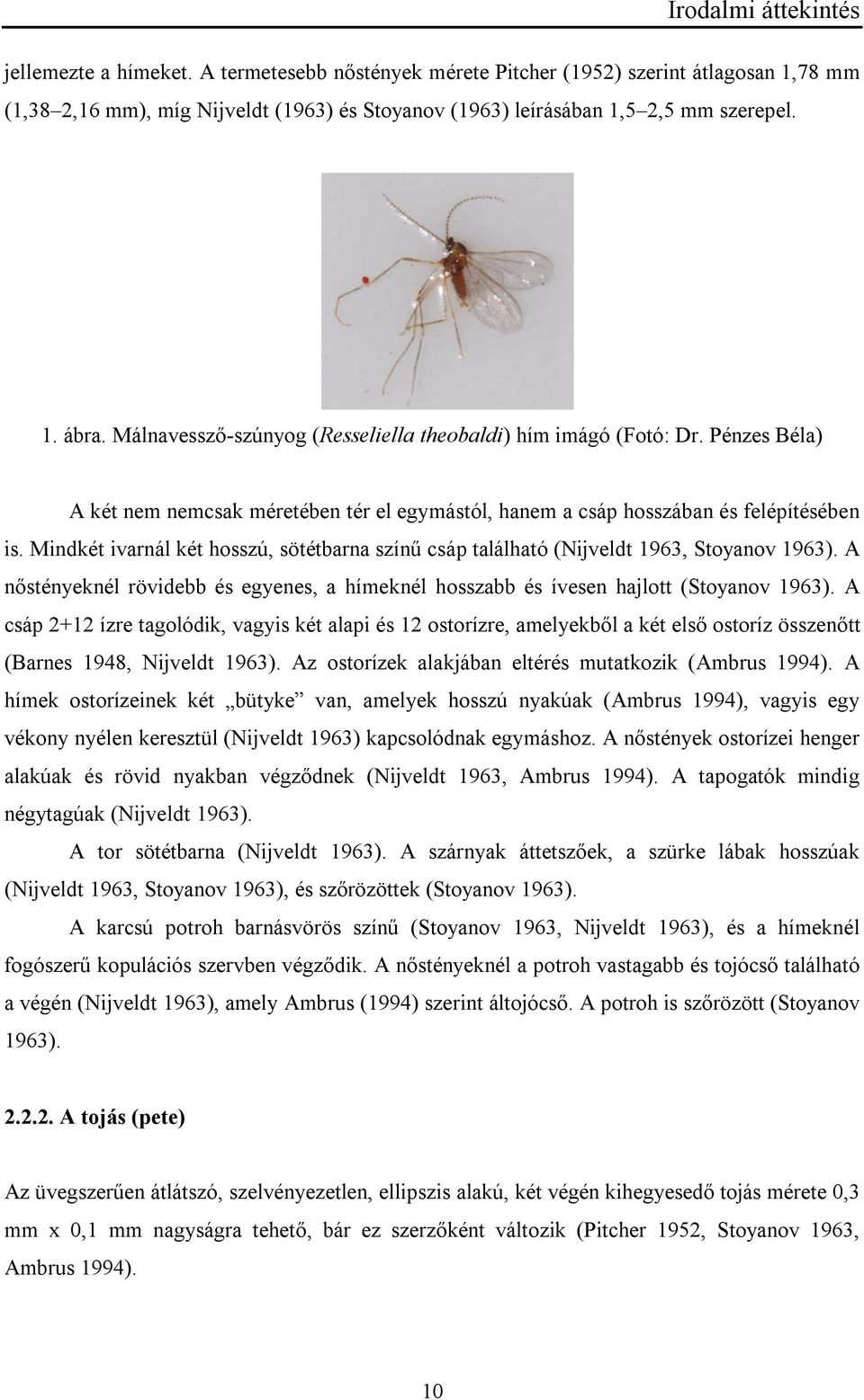 Mindkét ivarnál két hosszú, sötétbarna színű csáp található (Nijveldt 1963, Stoyanov 1963). A nőstényeknél rövidebb és egyenes, a hímeknél hosszabb és ívesen hajlott (Stoyanov 1963).