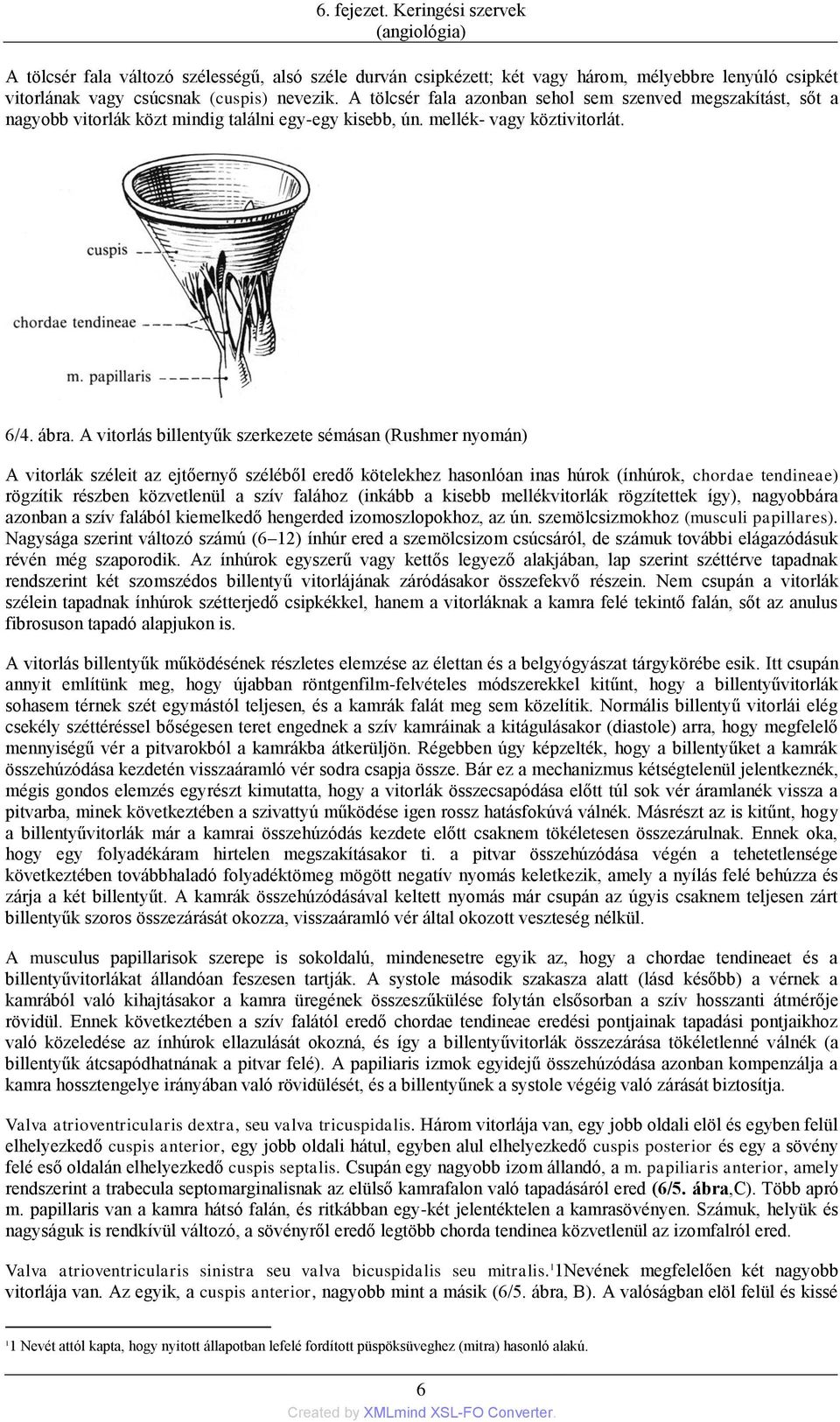 A vitorlás billentyűk szerkezete sémásan (Rushmer nyomán) A vitorlák széleit az ejtőernyő széléből eredő kötelekhez hasonlóan inas húrok (ínhúrok, chordae tendineae) rögzítik részben közvetlenül a