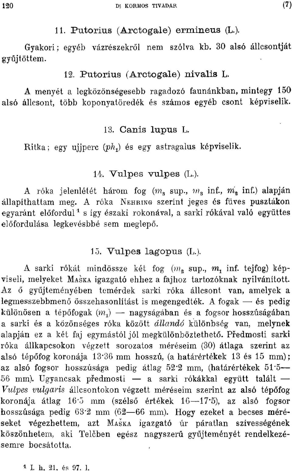 Ritka j egy ujjperc (ph 1) és egy astragalus képviselik. 14. Vulpes vulpes (L.). A róka jelenlétét három fog (ms sup., 1I1s inf., mt, inf.) alapján állapíthattam meg.