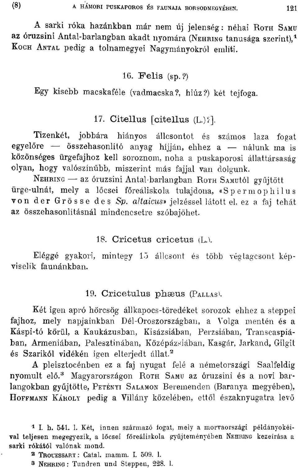 Felis (sp.?) Egy kisebb macskaféle (yadmacska?, hiúz?) két tej foga. 17. Citellus [citellus (L.) ~J.