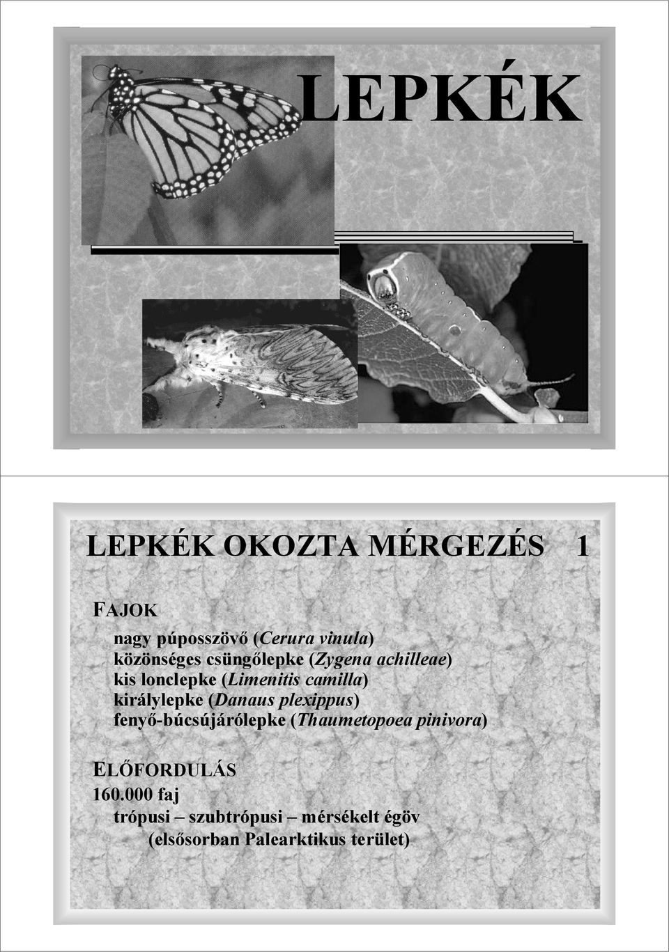 királylepke (Danaus plexippus) fenyı-búcsújárólepke (Thaumetopoea pinivora)