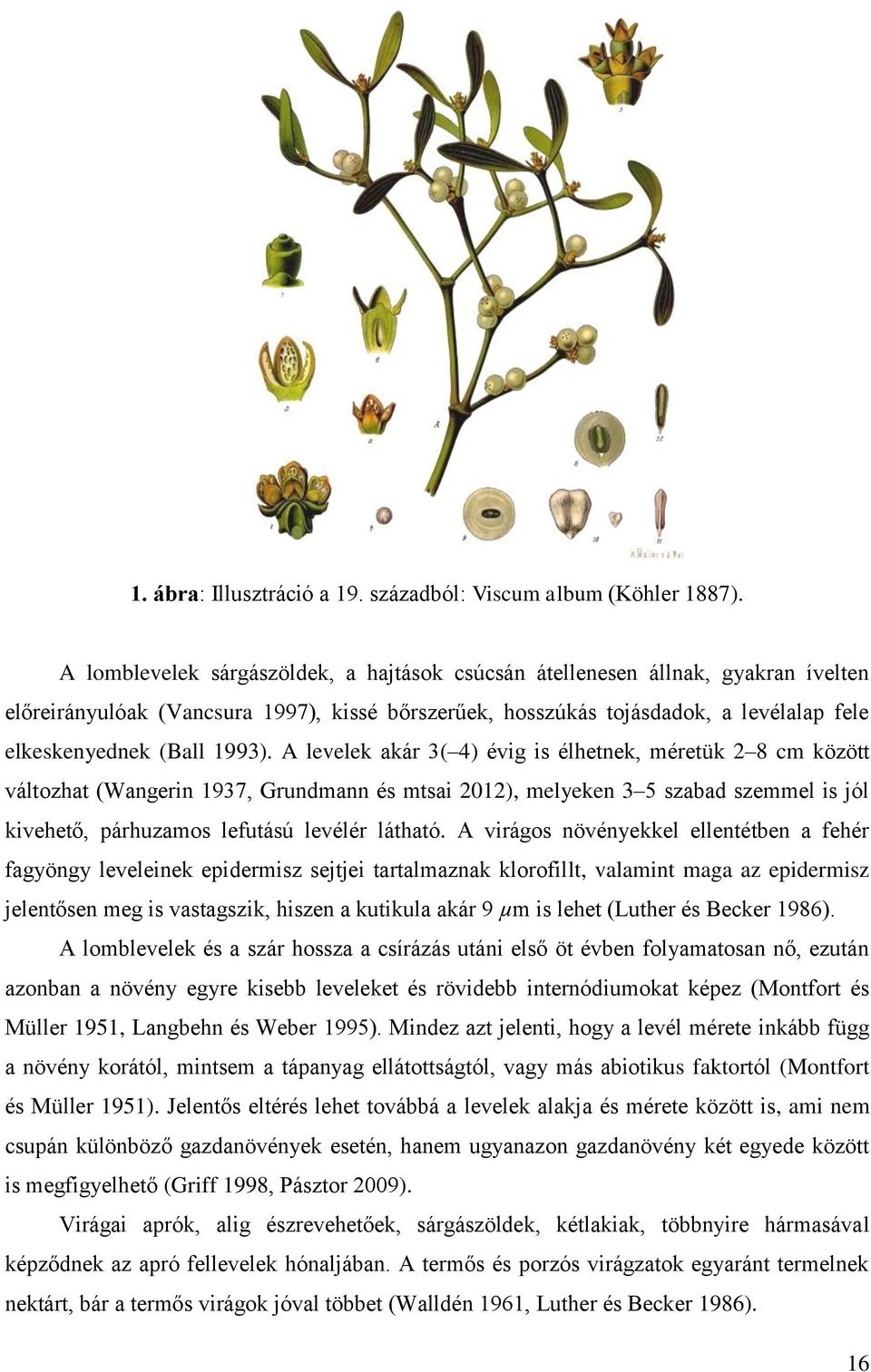 A levelek akár 3( 4) évig is élhetnek, méretük 2 8 cm között változhat (Wangerin 1937, Grundmann és mtsai 2012), melyeken 3 5 szabad szemmel is jól kivehető, párhuzamos lefutású levélér látható.