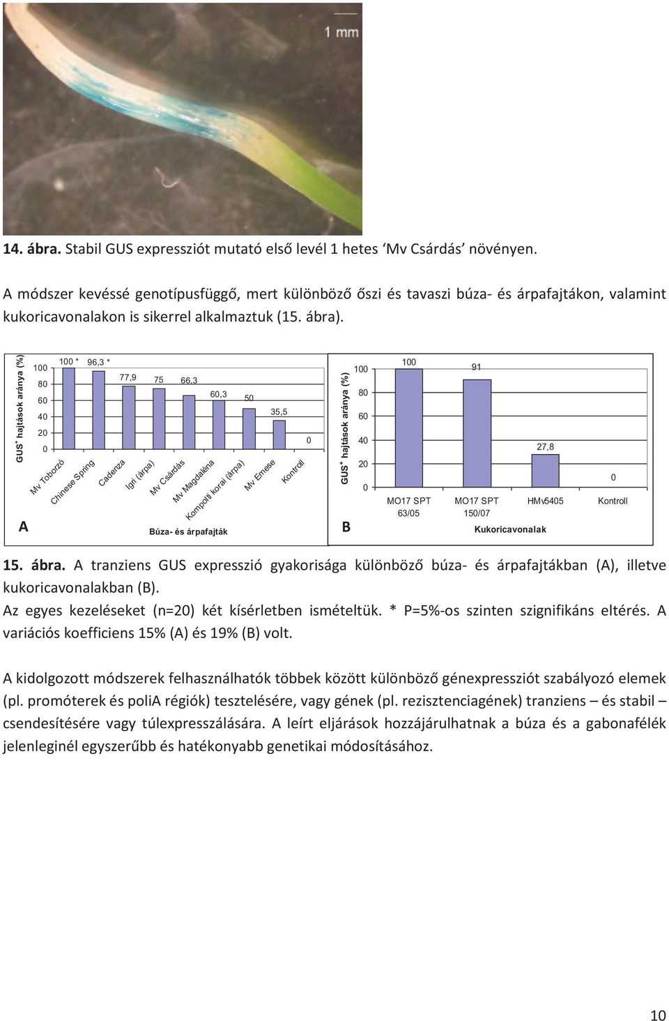 GUS + hajtások aránya (%) A 100 * 96,3 * 100 77,9 75 80 66,3 60,3 60 50 35,5 40 20 0 Mv Toborzó Chinese Spring Cadenza Igri (árpa) Mv Csárdás Mv Magdaléna Kompolti korai (árpa) Búza- és árpafajták Mv