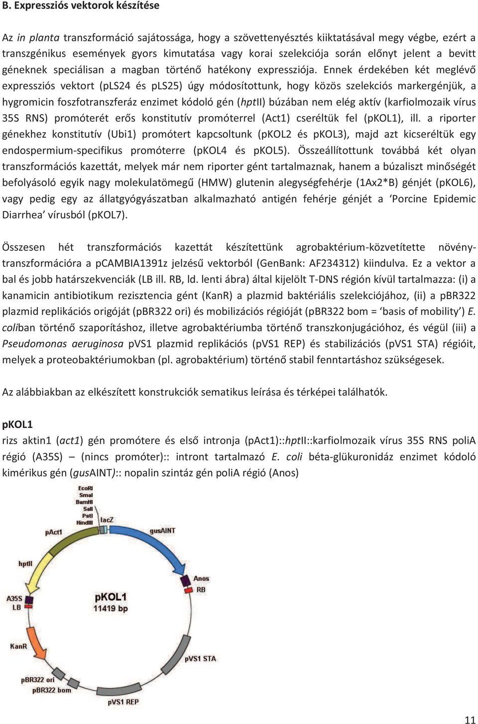 Ennek érdekében két meglévő expressziós vektort (pls24 és pls25) úgy módosítottunk, hogy közös szelekciós markergénjük, a hygromicin foszfotranszferáz enzimet kódoló gén (hptii) búzában nem elég