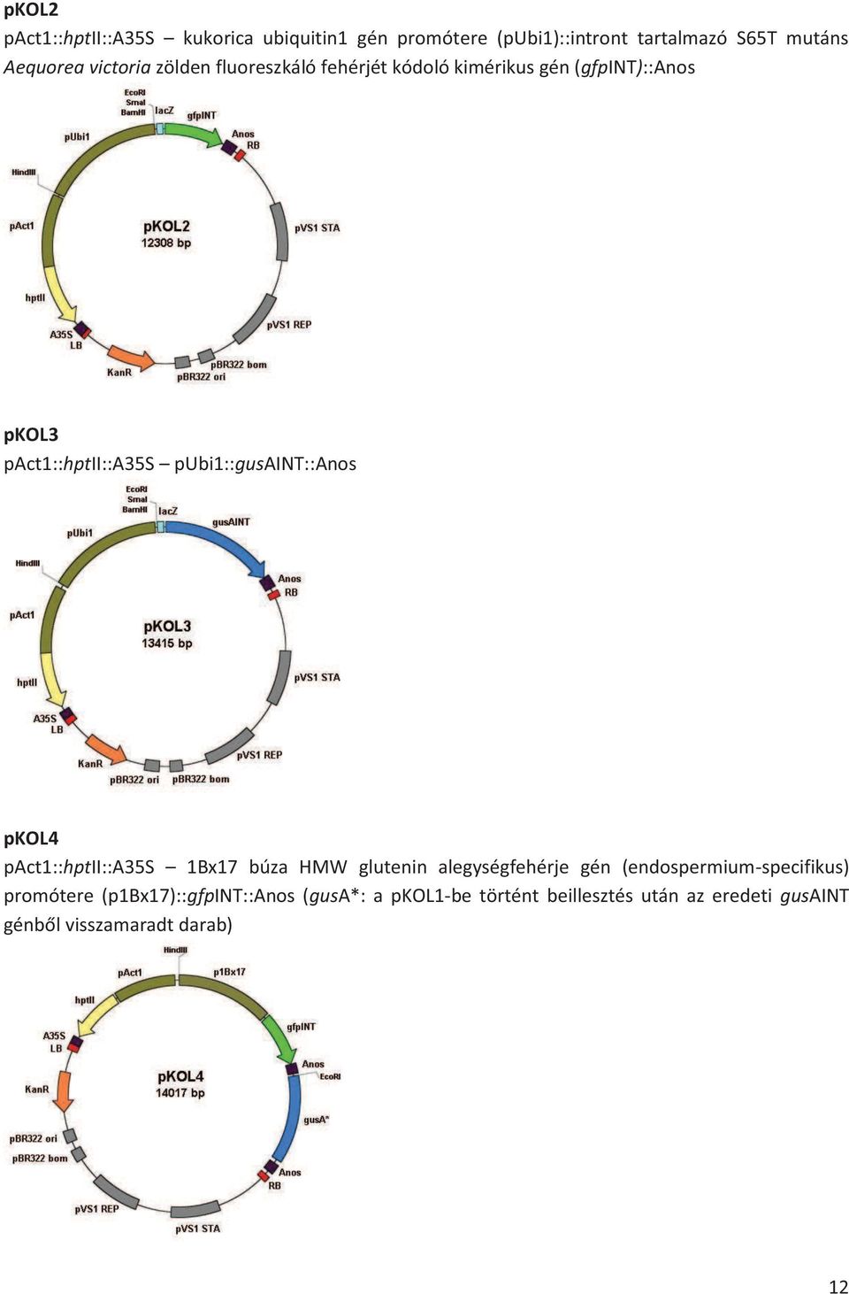 pubi1::gusaint::anos pkol4 pact1::hptii::a35s 1Bx17 búza HMW glutenin alegységfehérje gén
