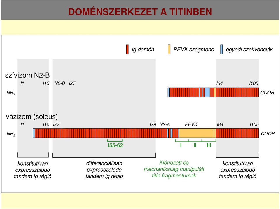 III konstitutívan expresszálódó tandem Ig régió differenciálisan expresszálódó tandem Ig régió