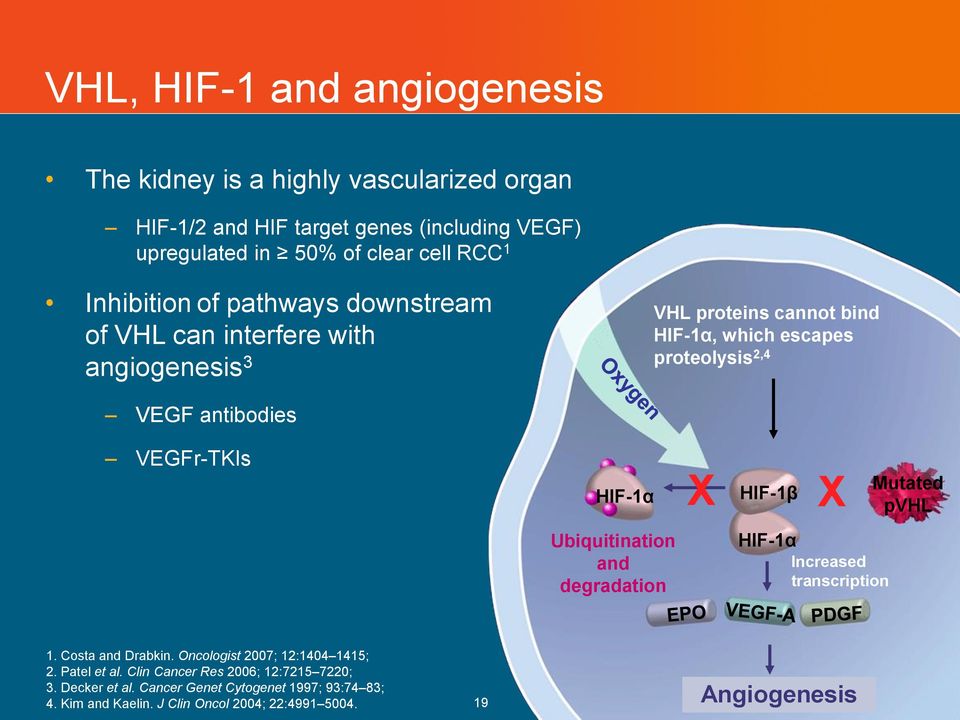 VEGFr-TKIs HIF-1α X HIF-1β X Mutated pvhl Ubiquitination and degradation HIF-1α Increased transcription 1. Costa and Drabkin. Oncologist 2007; 12:1404 1415; 2.