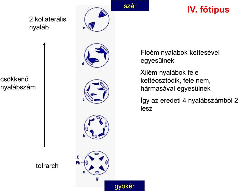 egyesülnek Xilém nyalábok fele kettéosztódik, fele