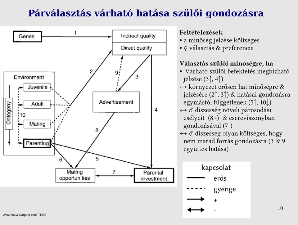 gondozásra egymástól függetlenek (5, 10 ) díszesség növeli párosodási esélyeit (8+) & csereviszonyban gondozásával (7-) díszesség