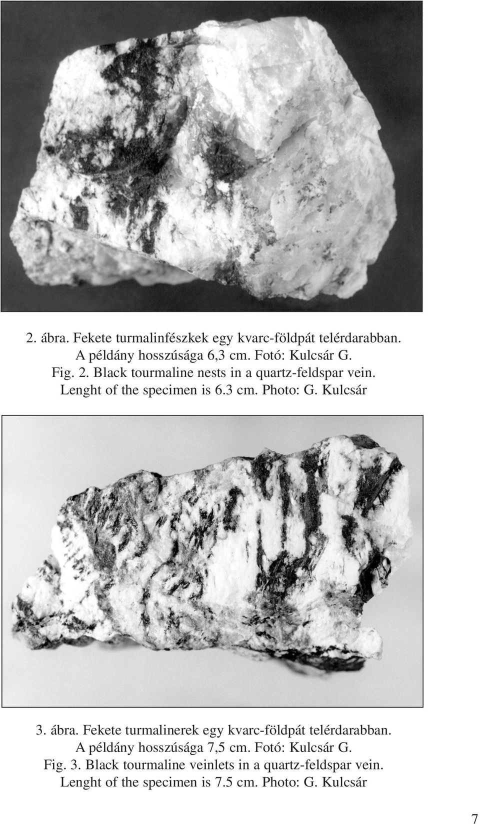 Kulcsár 3. ábra. Fekete turmalinerek egy kvarc-földpát telérdarabban. A példány hosszúsága 7,5 cm.