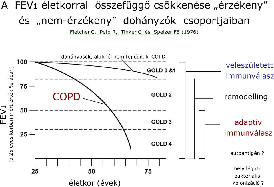 Speizer FE (1976) dohányosok, akiknél nem fejlődik ki COPD veleszületett immunválasz