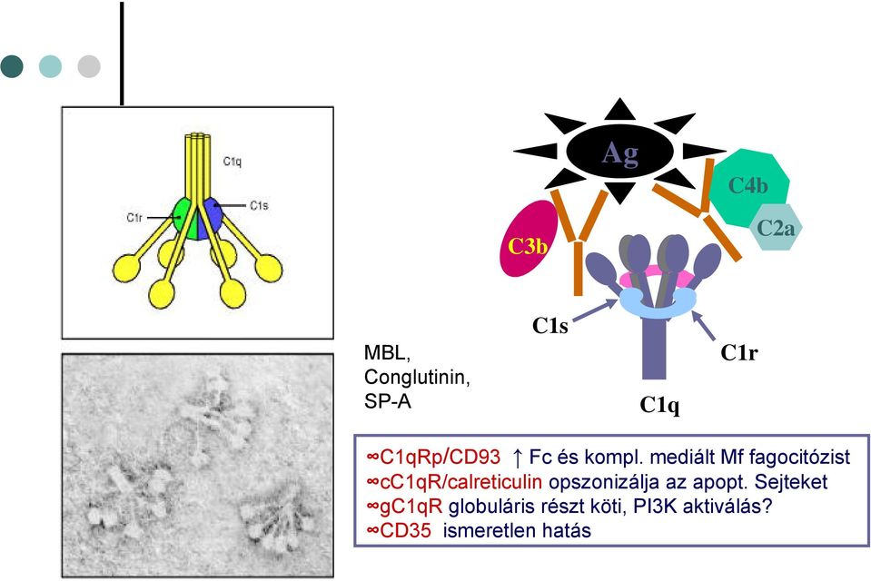 mediált Mf fagocitózist cc1qr/calreticulin