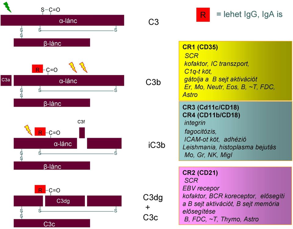 (Cd11c/CD18) CR4 (CD11b/CD18) integrin fagocitózis, ICAM-ot köt, adhézió Leishmania, histoplasma bejutás Mo, Gr, NK, Migl CR2