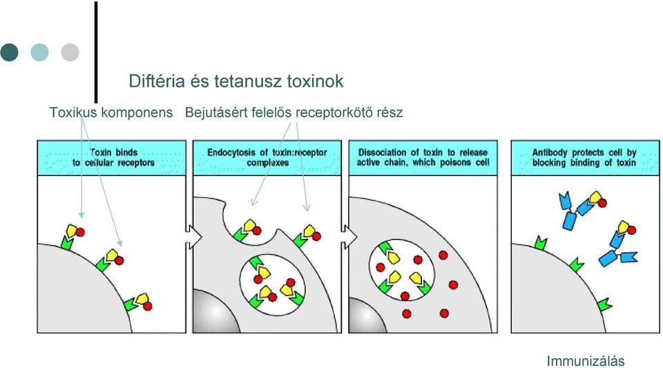 komponens Bejutásért