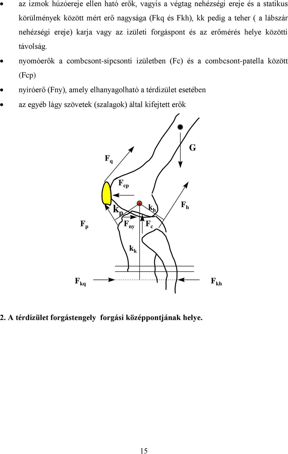 nyomóerők a combcsont-sípcsonti izületben (Fc) és a combcsont-patella között (Fcp) nyíróerő (Fny), amely elhanyagolható a térdizület