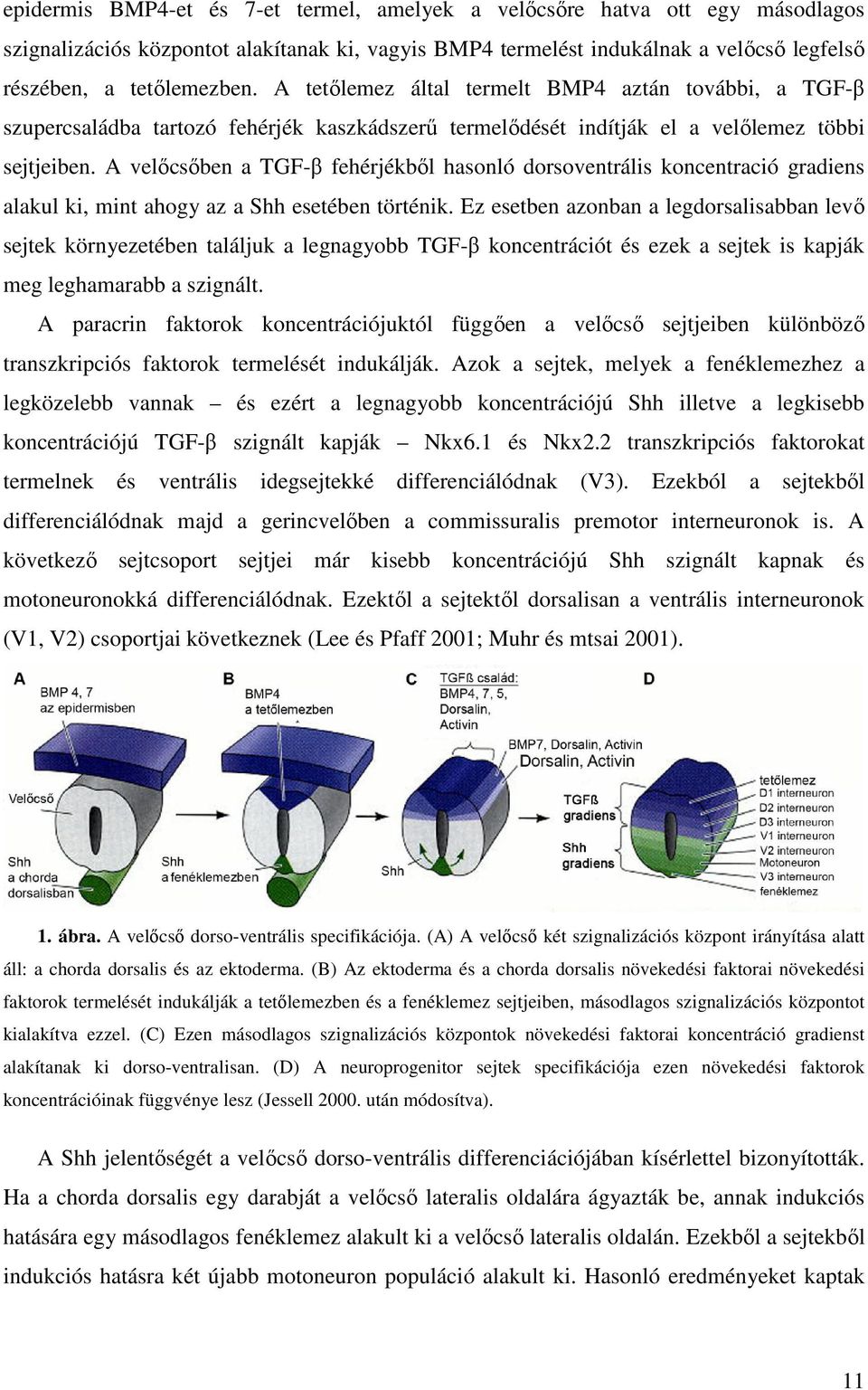 A velıcsıben a TGF-β fehérjékbıl hasonló dorsoventrális koncentració gradiens alakul ki, mint ahogy az a Shh esetében történik.