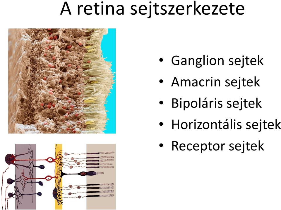 sejtek Bipoláris sejtek