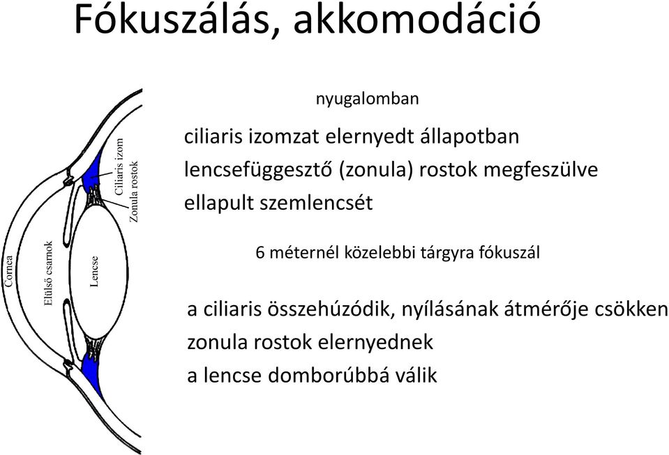 szemlencsét 6 méternél közelebbi tárgyra fókuszál a ciliaris