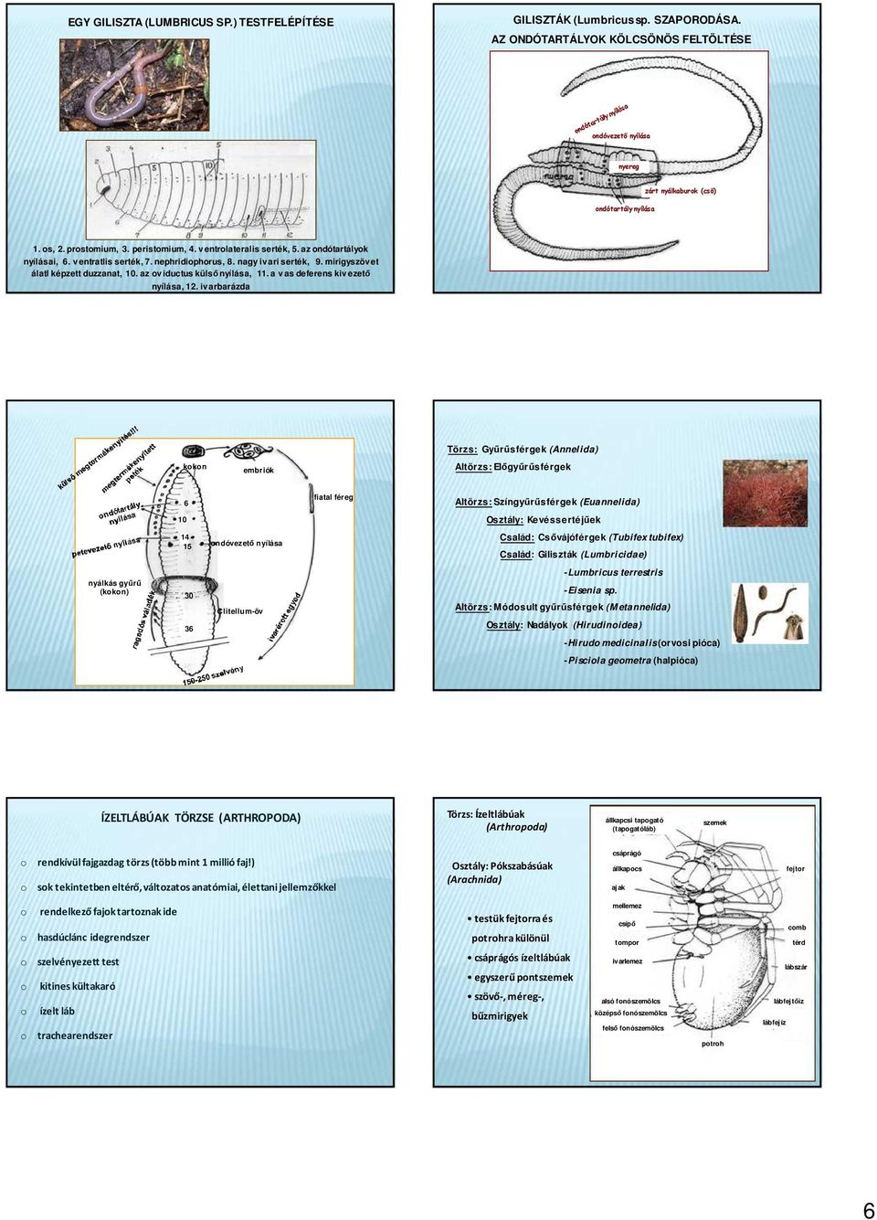 az v iductus külső nyílása, 11. a v as deferens kiv ezető nyílása, 12.