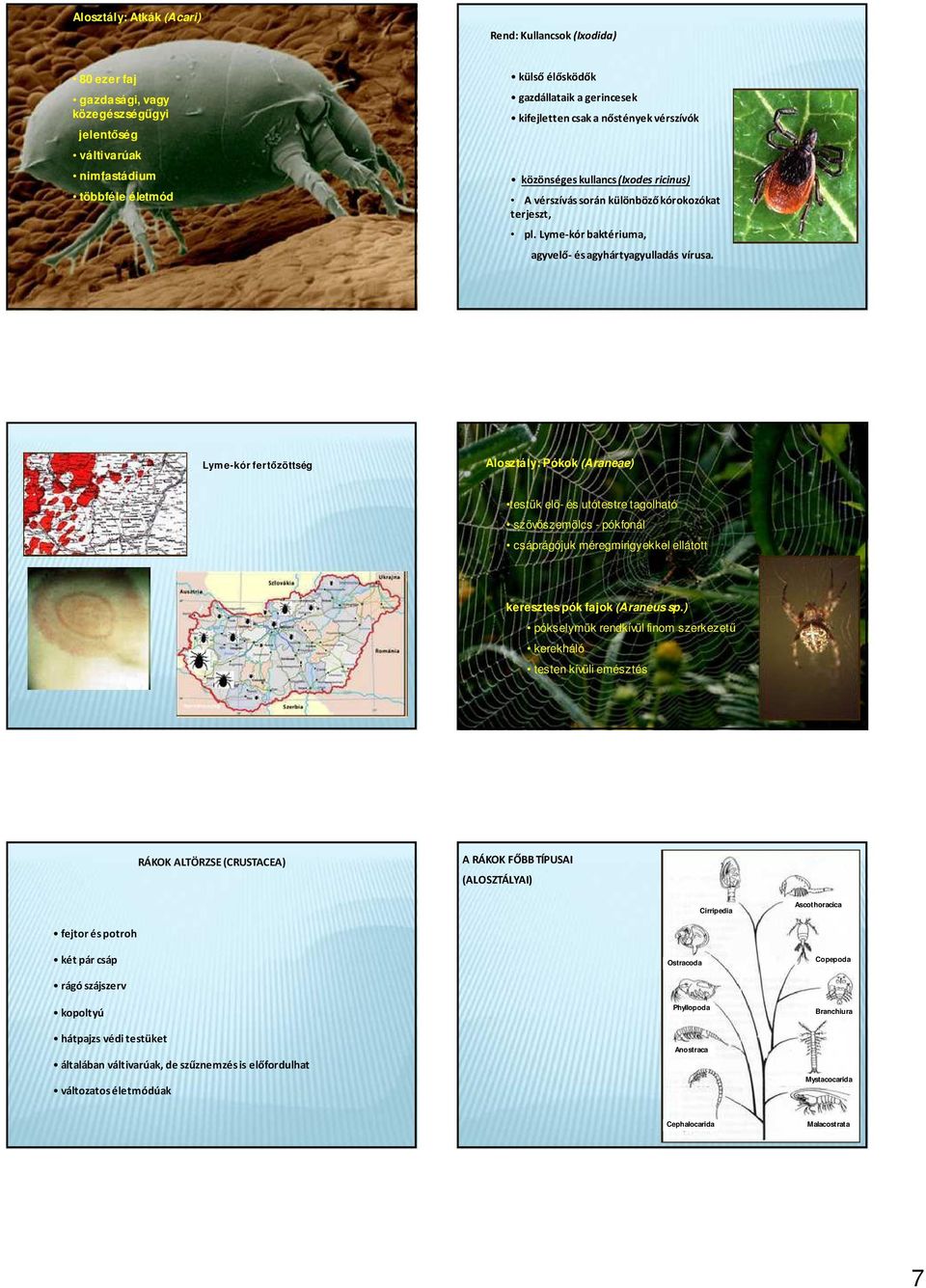 Lyme-kór fertőzöttség Alsztály: Pókk (Araneae) testük elő- és utótestre taglható szövőszemölcs - pókfnál csáprágójuk méregmirigyekkel elláttt keresztes pók fajk (Araneus sp.