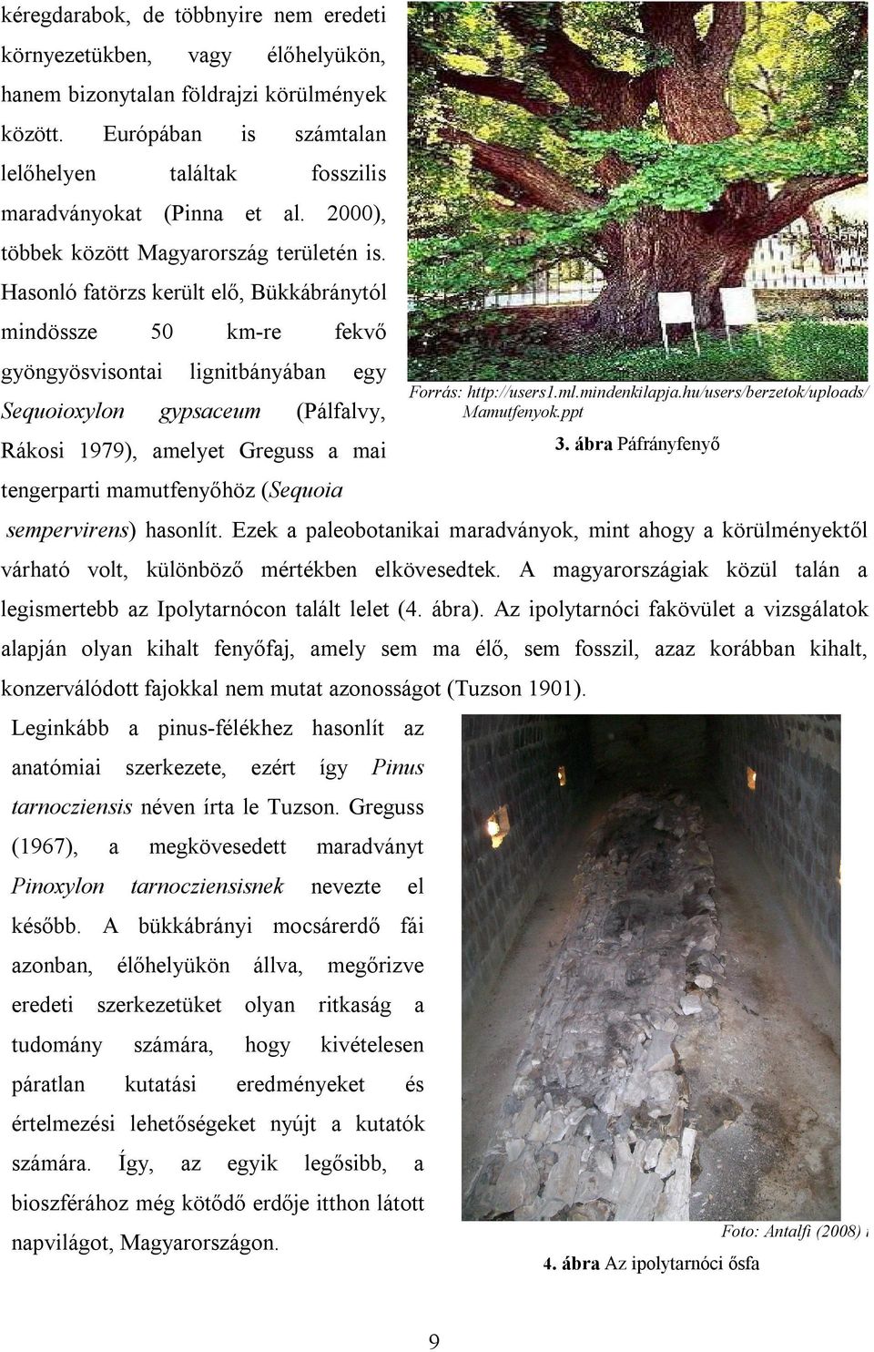 Hasonló fatörzs került elő, Bükkábránytól mindössze 50 km-re fekvő gyöngyösvisontai lignitbányában egy Sequoioxylon gypsaceum (Pálfalvy, Rákosi 1979), amelyet Greguss a mai tengerparti mamutfenyőhöz