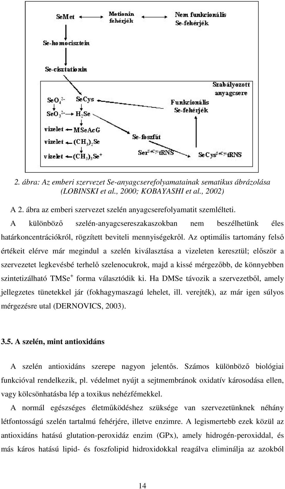 Az optimális tartomány felsı értékeit elérve már megindul a szelén kiválasztása a vizeleten keresztül; elıször a szervezetet legkevésbé terhelı szelenocukrok, majd a kissé mérgezıbb, de könnyebben