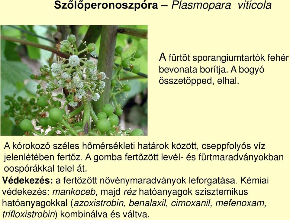 A gomba fertőzött levél- és fürtmaradványokban oospórákkal telel át. Védekezés: a fertőzött növénymaradványok leforgatása.