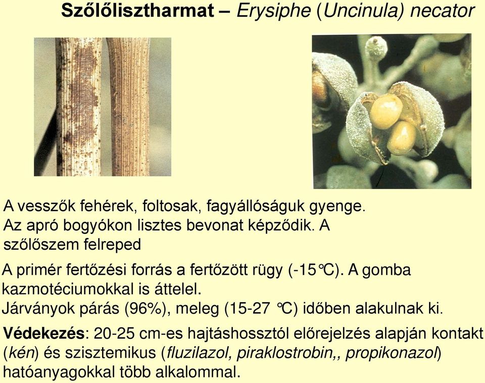 A gomba kazmotéciumokkal is áttelel. Járványok párás (96%), meleg (15-27 C) időben alakulnak ki.