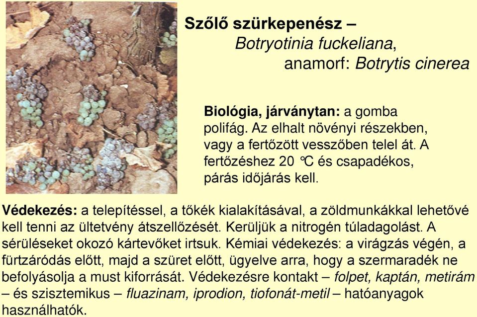 Védekezés: a telepítéssel, a tőkék kialakításával, a zöldmunkákkal lehetővé kell tenni az ültetvény átszellőzését. Kerüljük a nitrogén túladagolást.