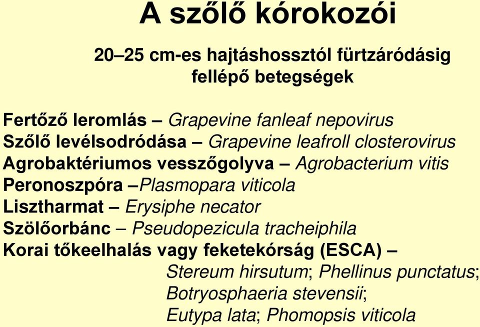 Peronoszpóra Plasmopara viticola Lisztharmat Erysiphe necator Szölőorbánc Pseudopezicula tracheiphila Korai
