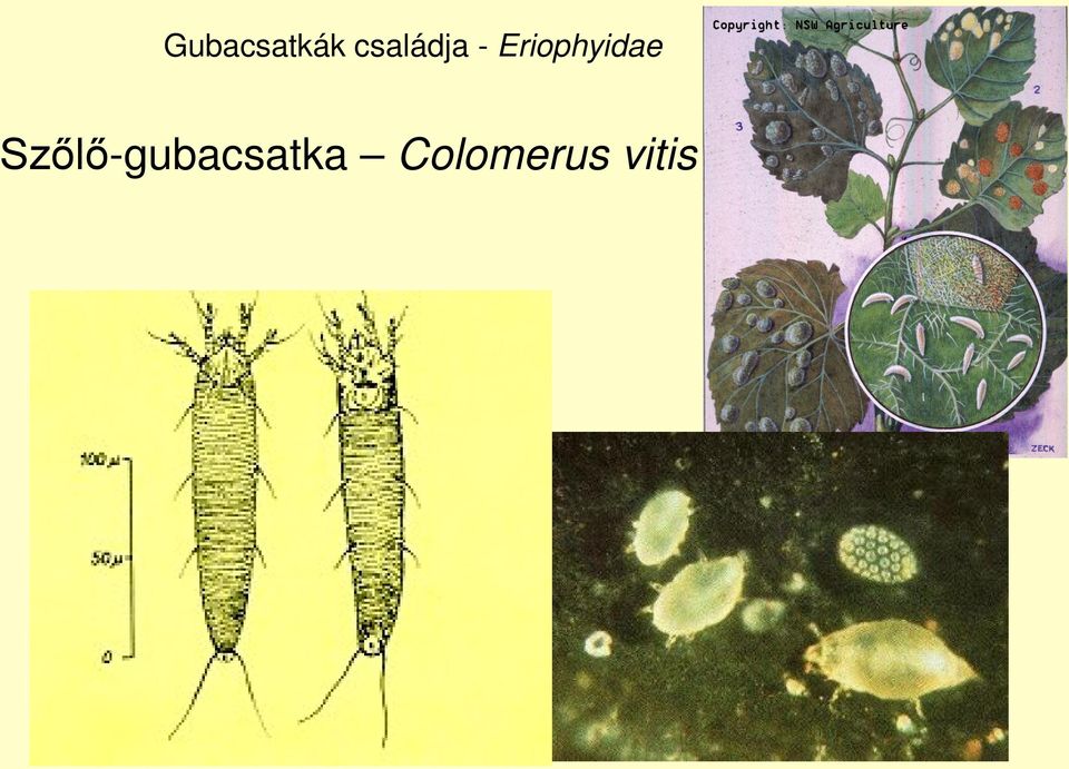 Eriophyidae