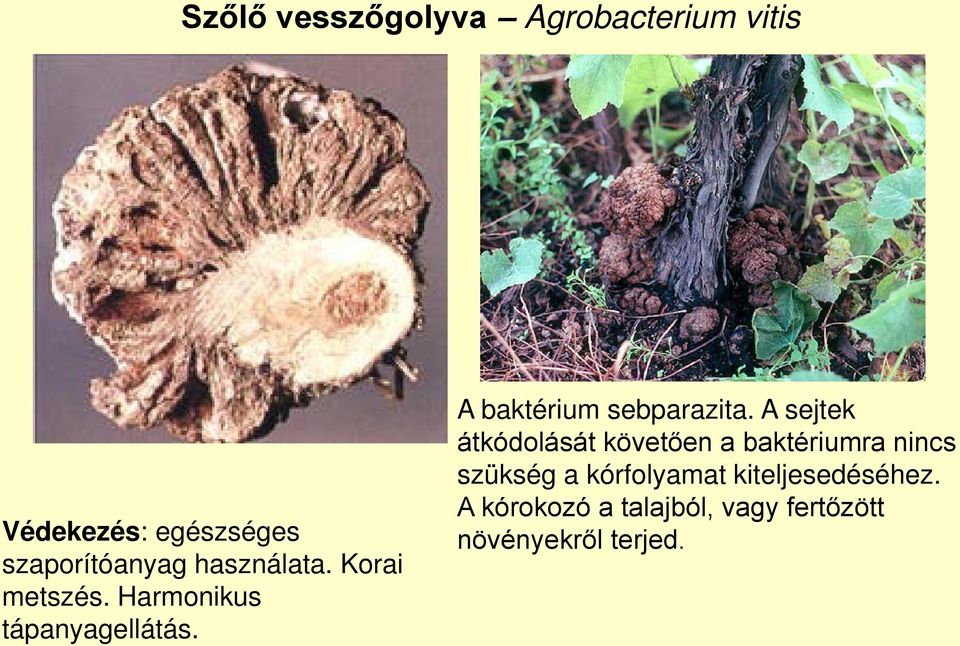 A baktérium sebparazita.