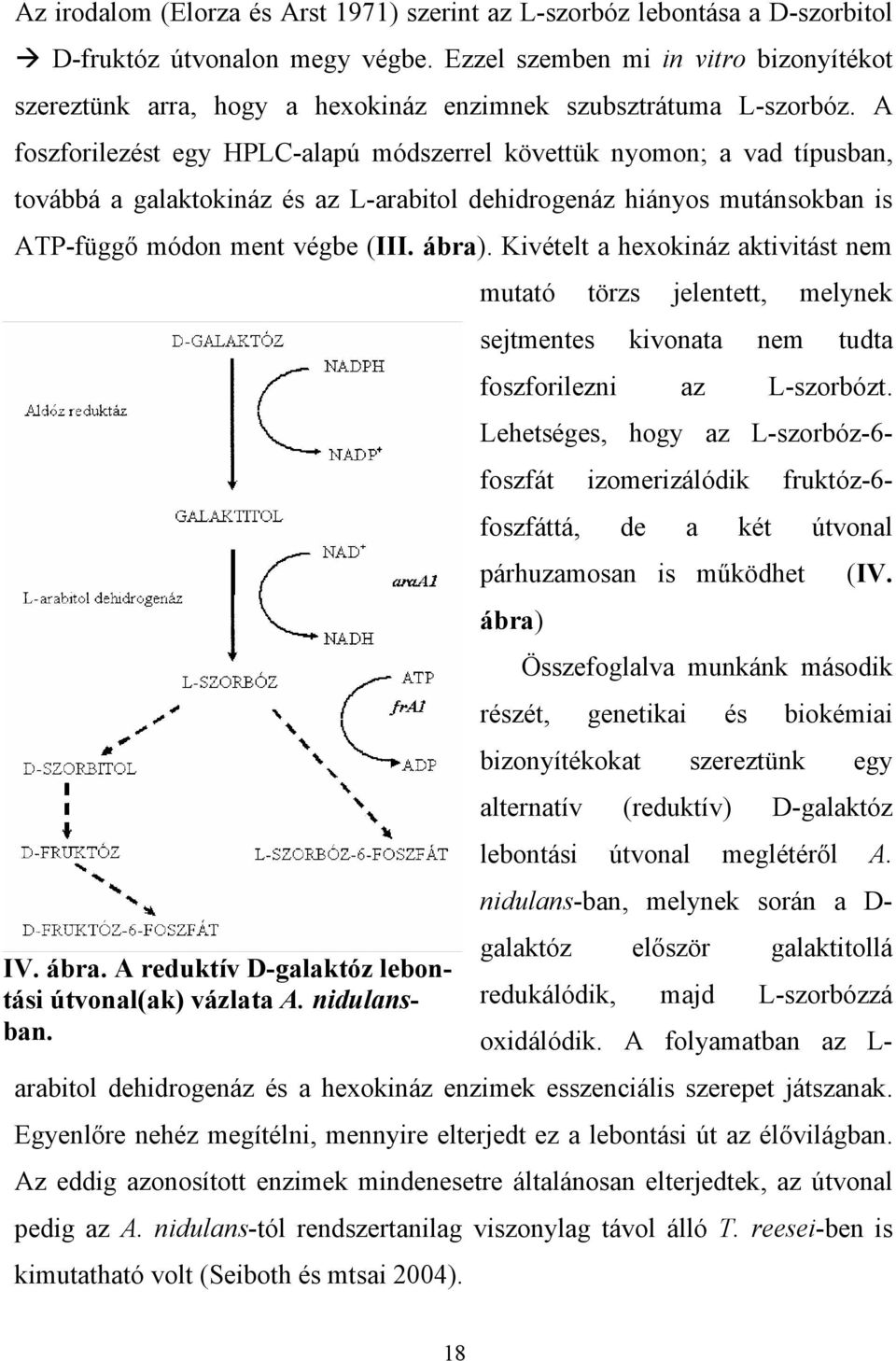 A foszforilezést egy HPLC-alapú módszerrel követtük nyomon; a vad típusban, továbbá a galaktokináz és az L-arabitol dehidrogenáz hiányos mutánsokban is ATP-függ módon ment végbe (III. ábra).